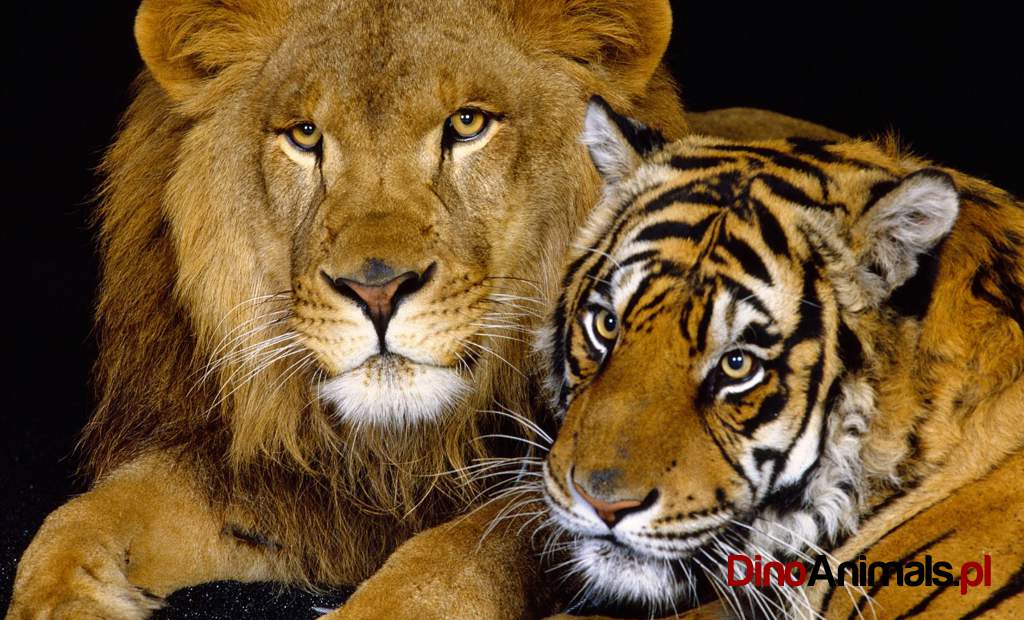 Lewi i tygrys / lion & tiger